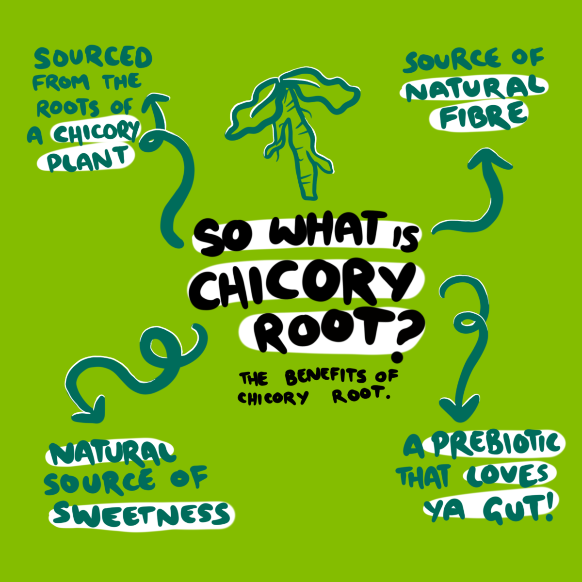 What is Chicory Root?